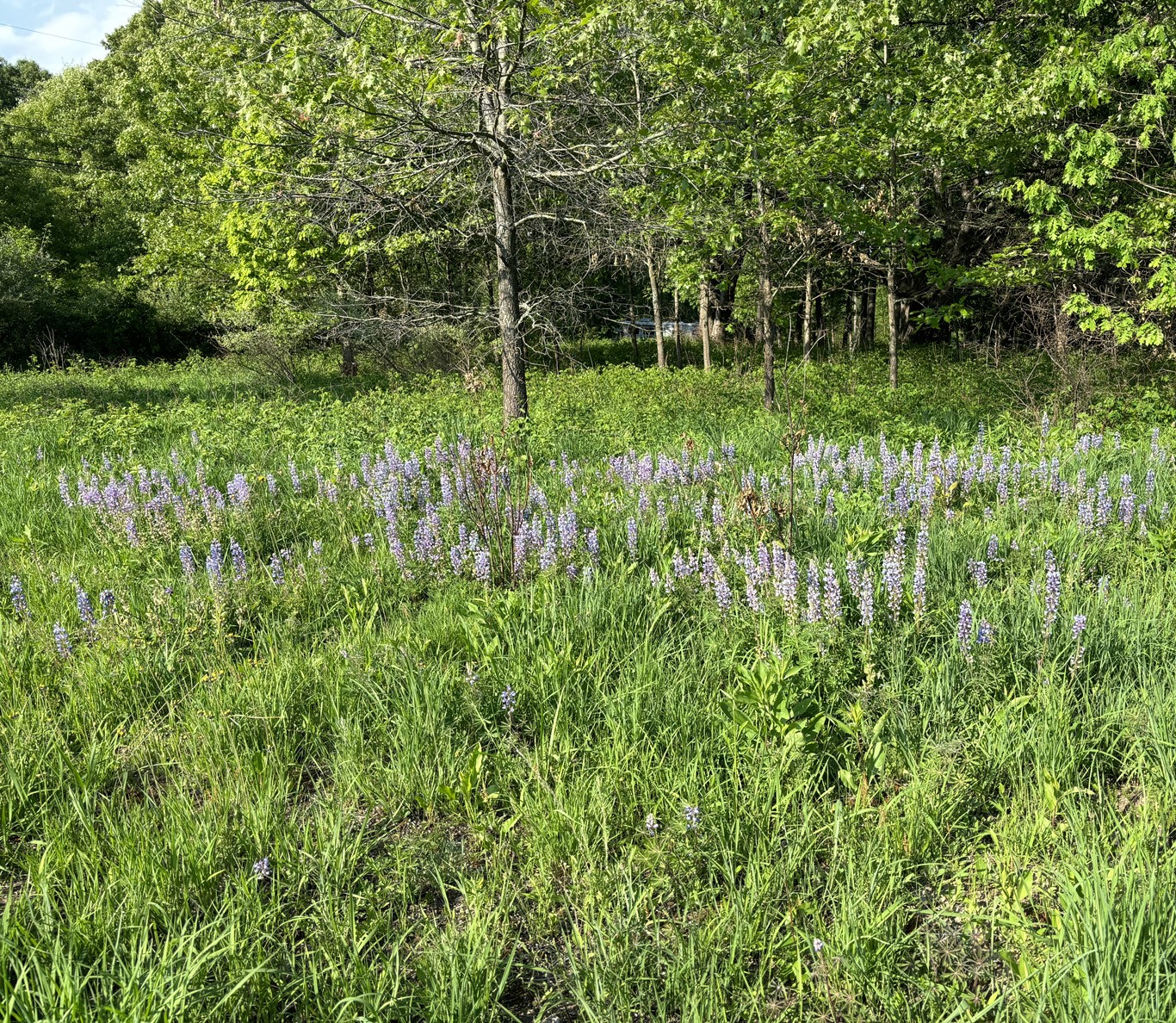 For decorative purposes.